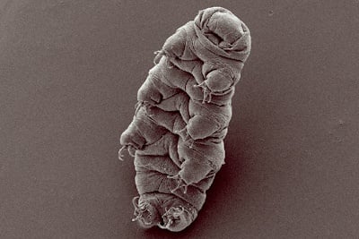 Water Bear